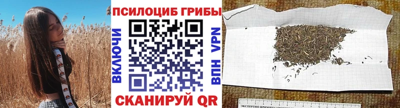 закладки  Сосенский  Псилоцибиновые грибы мицелий 